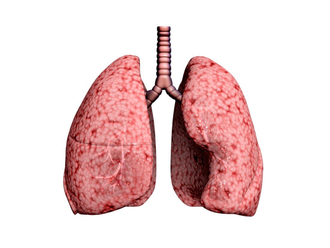 Lungs and trachea, illustration