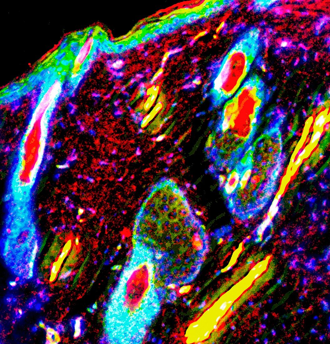 Skin anatomy, fluorescence light micrograph
