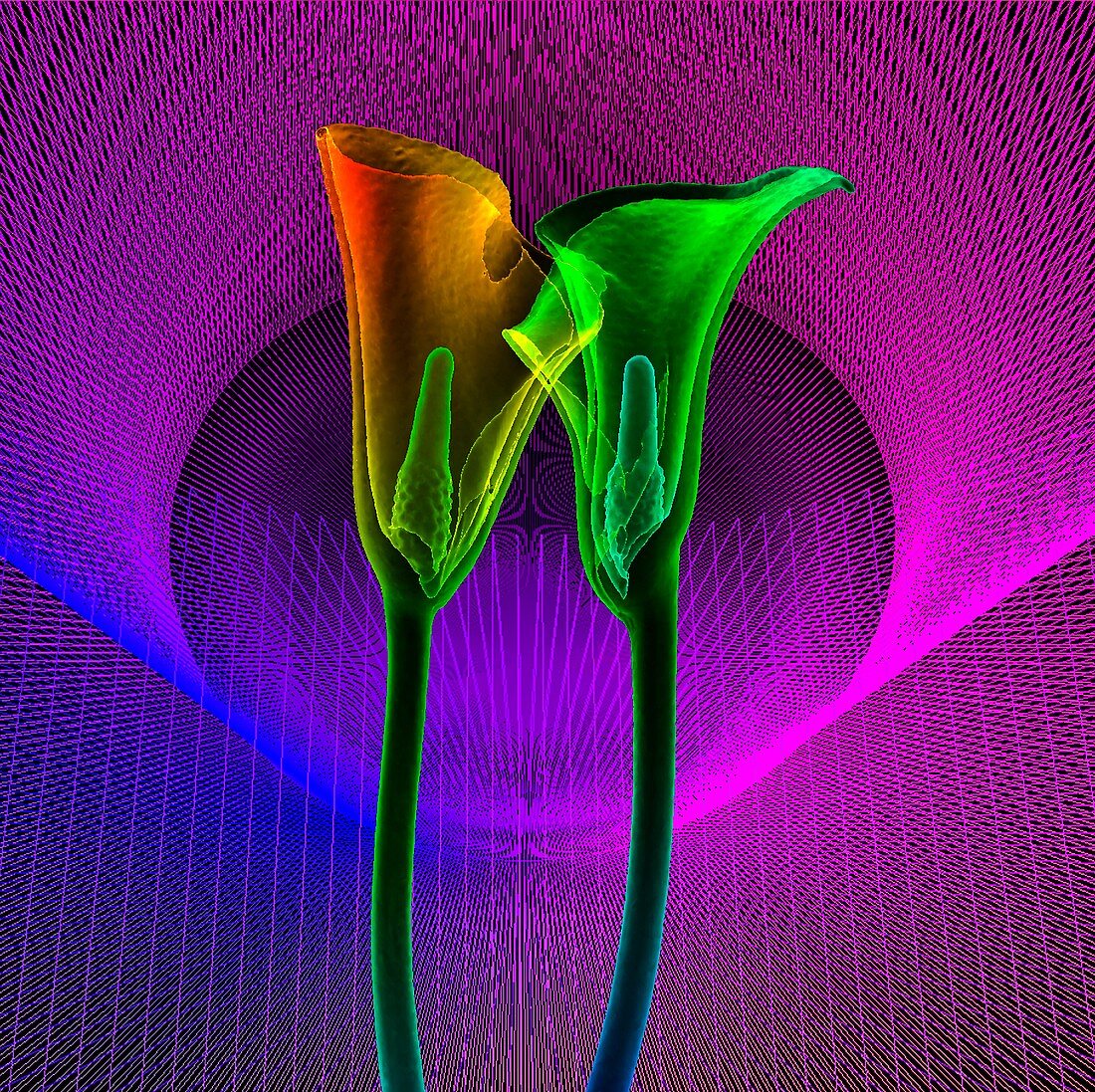 Calla lilies (Zantedeschia sp.), 3D CT scan