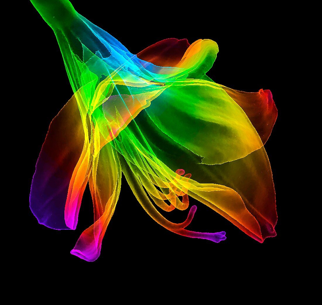 Amaryllis (Hippeastrum sp.) flower, 3D CT scan