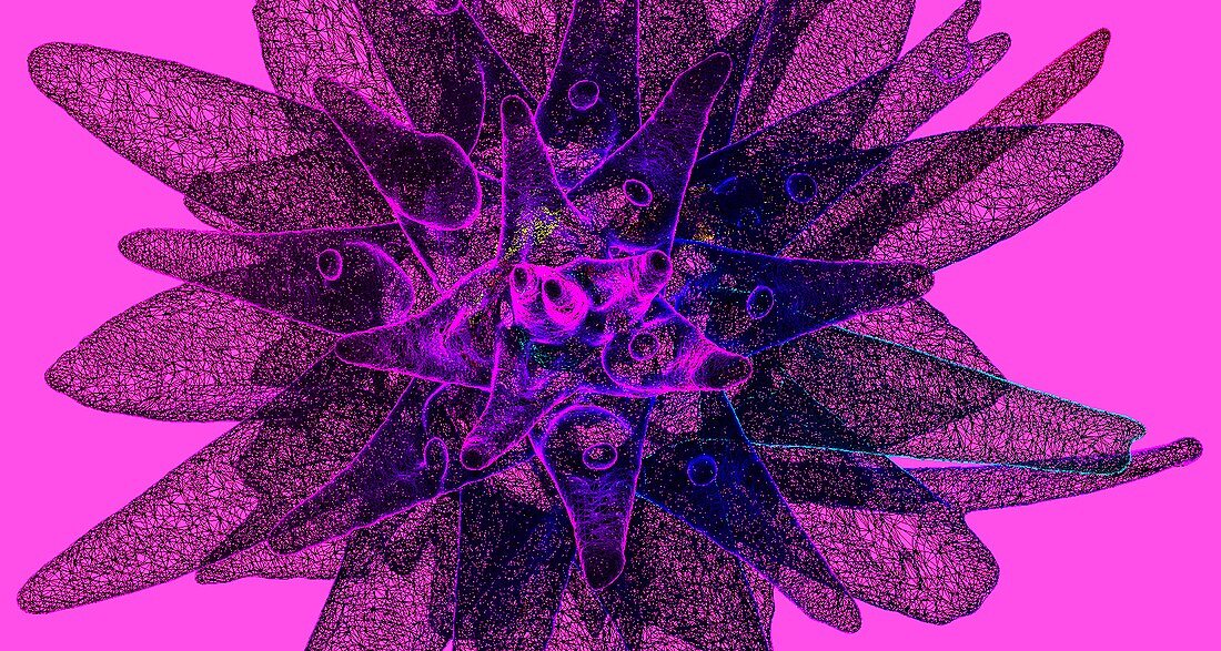 Leucadendron sp. flower, 3D CT scan