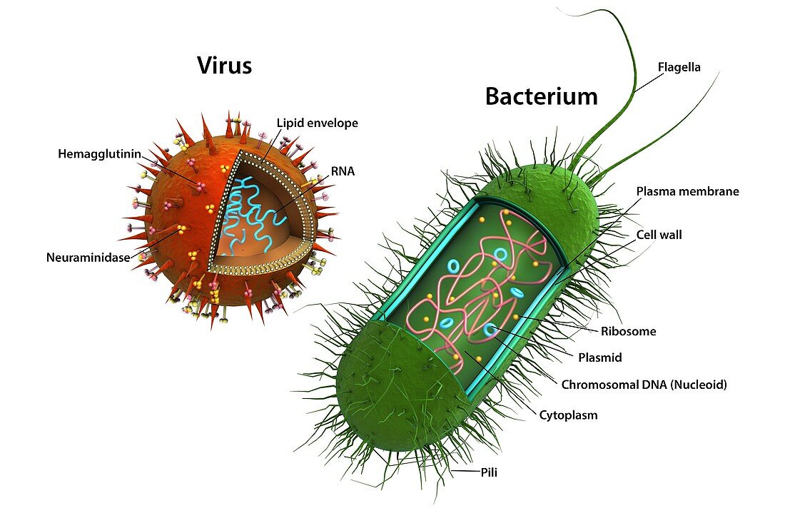 Influenza virus and bacterium, illustration