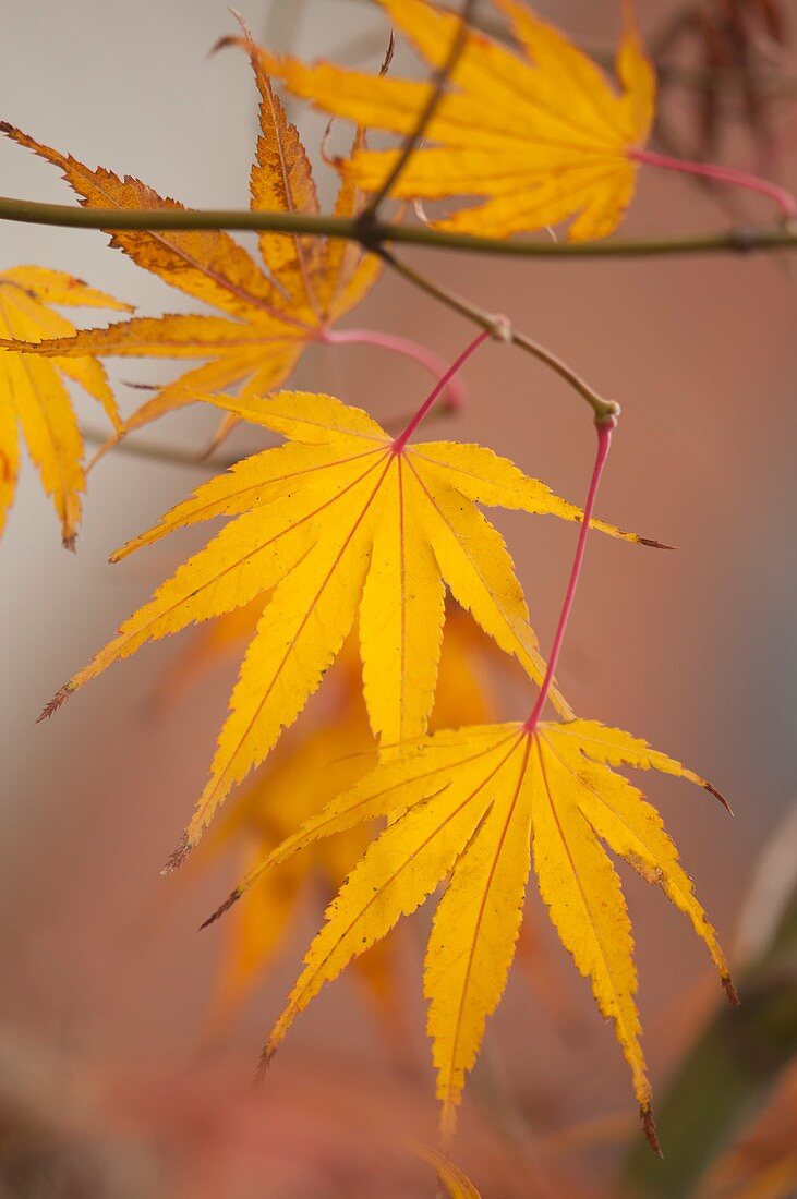 Japanese maple (Acer palmatum) leaves in autumn colouration