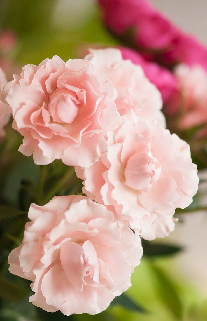 Florists soft pink spray rose (Rosa 'Majolica') flowers