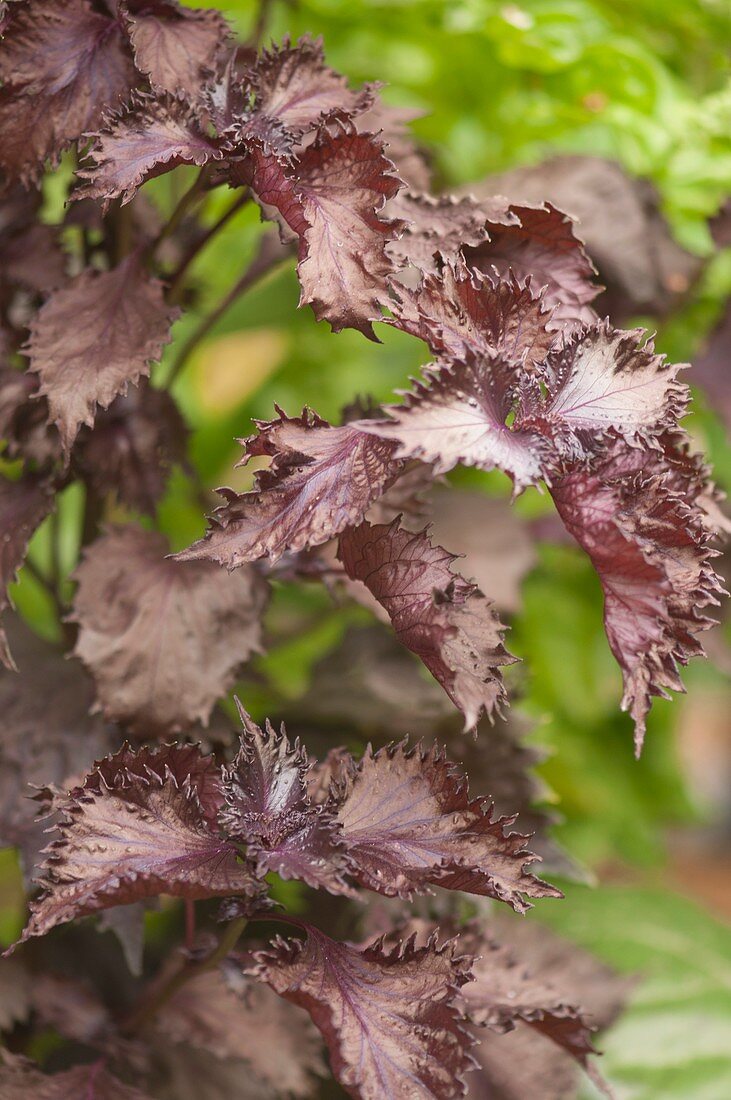 Chinese basil (Perilla Shiso) leaves