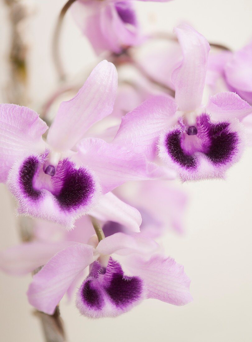 Honohono orchid (Dendrobium superbum) in flower