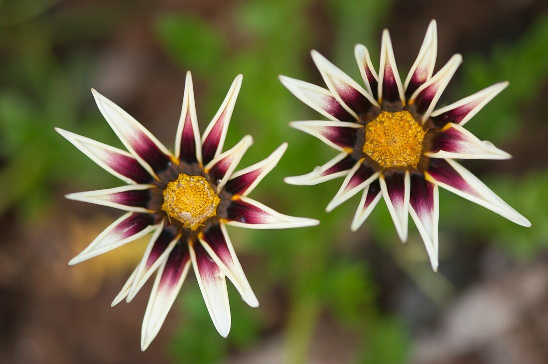 Treasure-flower (Gazania linearis) in flower