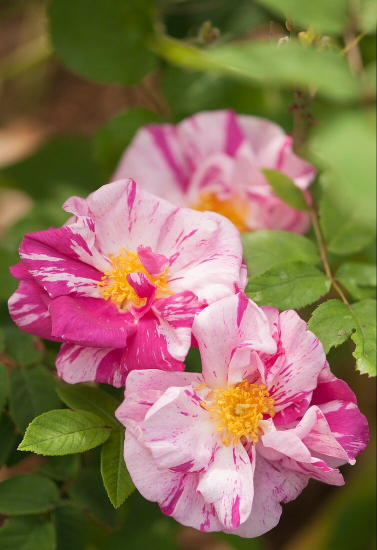 Gallic rose (Rosa 'Rosa Mundi') in flower