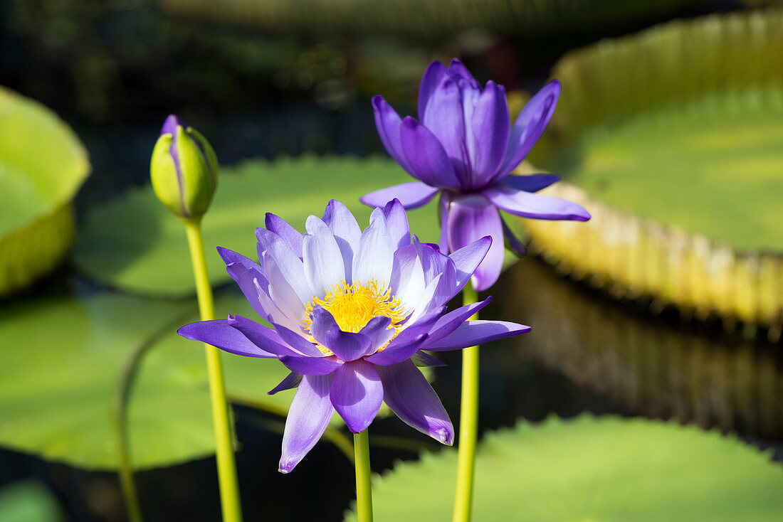 Water lily (Nymphaea Kews Stowaway Blue)
