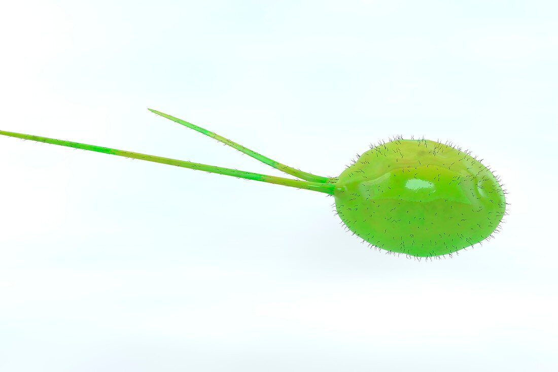 Chlamydomona green alga, illustration