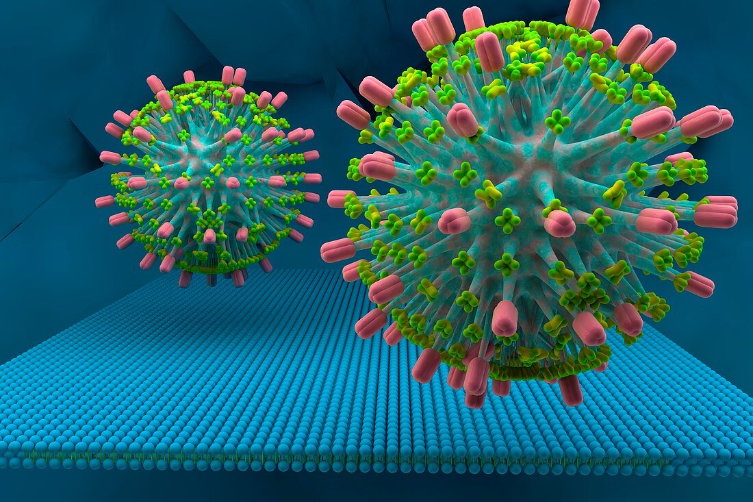 H1N1 influenza virus particles, illustration