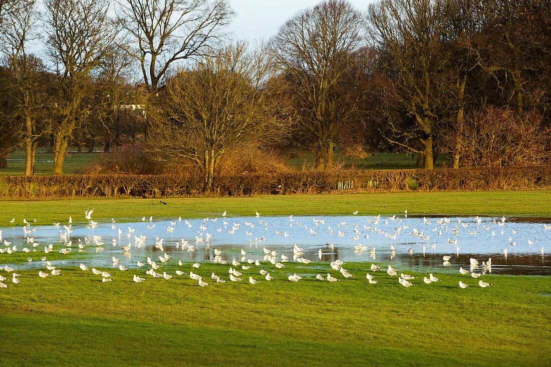 Common gulls in flood waters