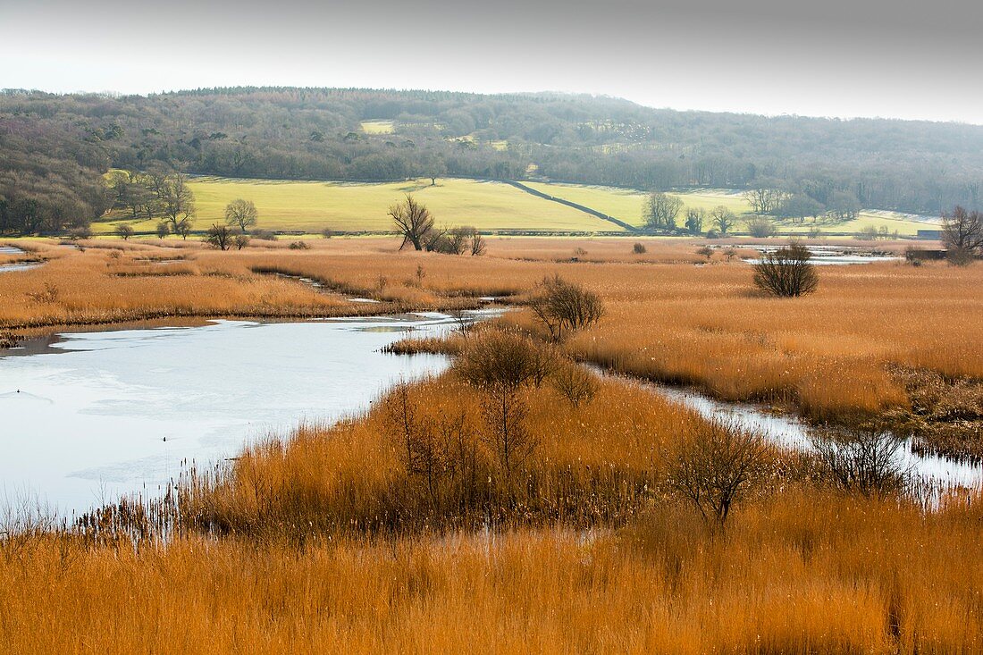 Reedbeds, Leighton Moss, UK