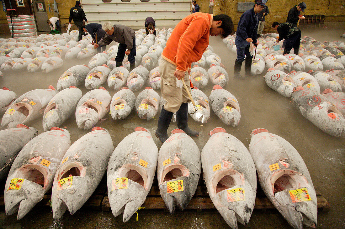 Tsukiji fish market, Japan