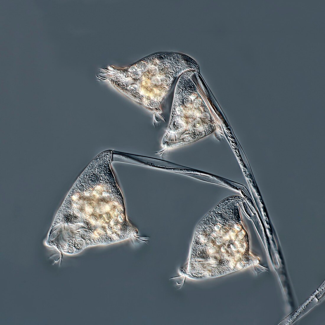 Carchesium protozoa colony, light micrograph