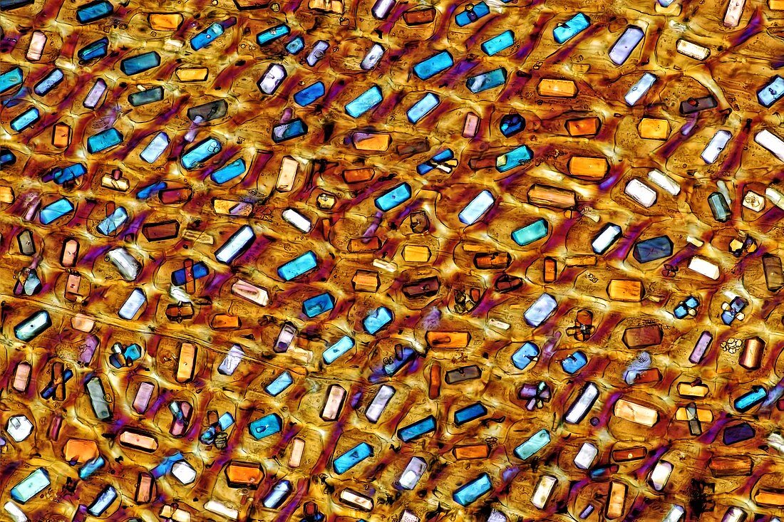 Calcium oxalate crystals in garlic tissue, light micrograph