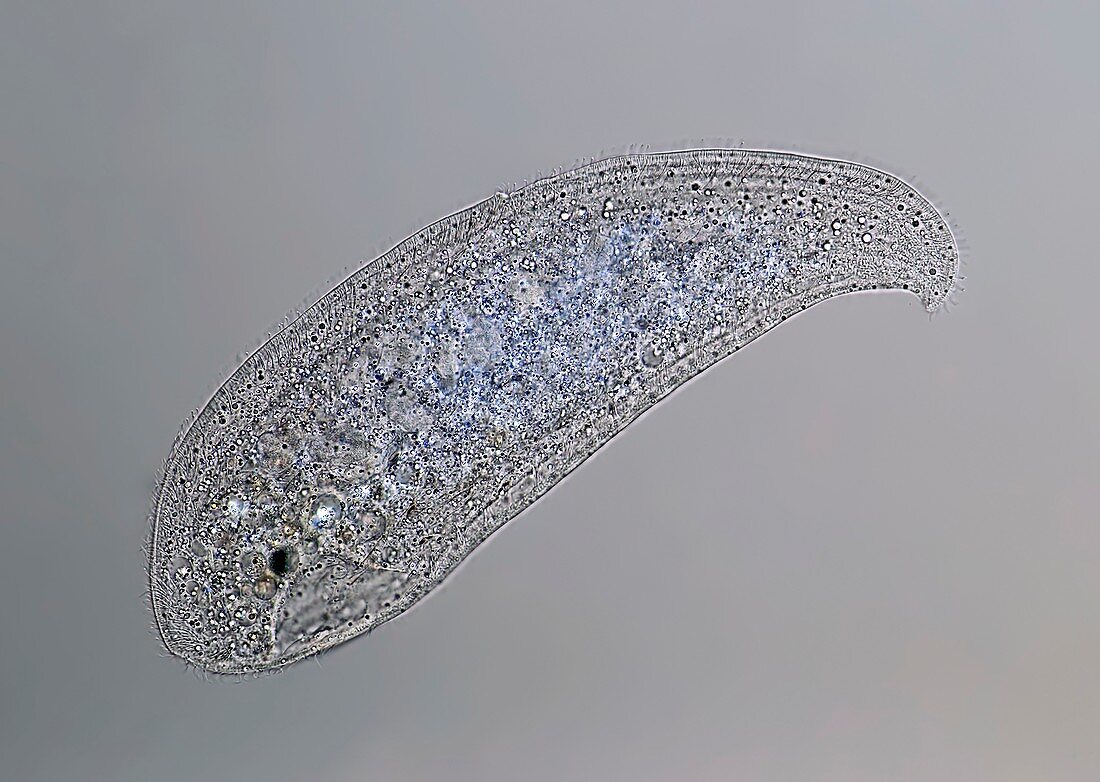 Loxophyllum ciliate, light micrograph