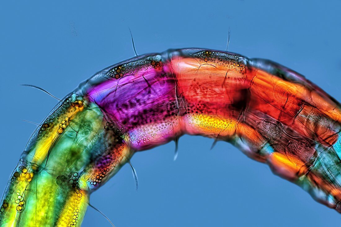 Midge larva, light micrograph