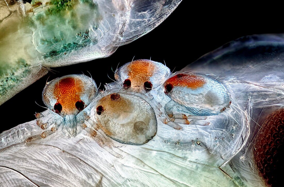 Mites on insect pupa, light micrograph