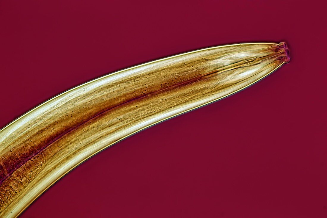 Nematode, light micrograph