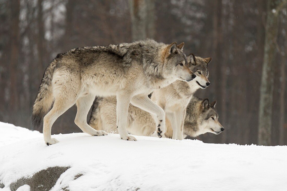 Grey wolves