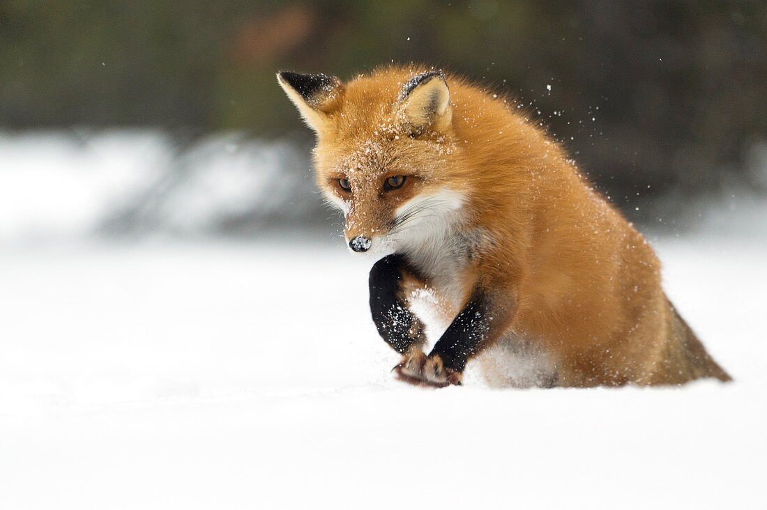 Red fox pouncing in snow
