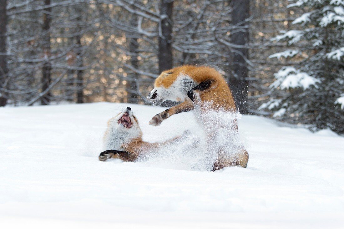 Red foxes interacting in snow