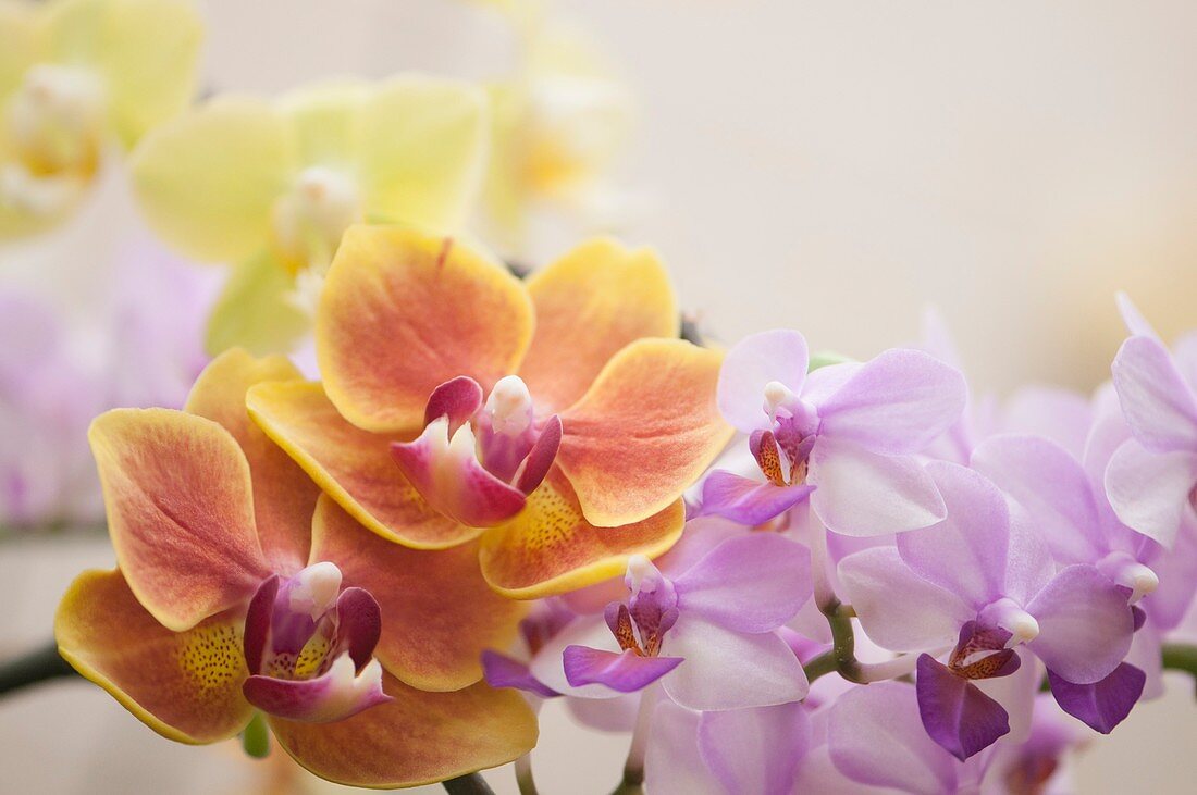 Phalaenopsis orchid hybrids ('Sweetheart' and 'SW')