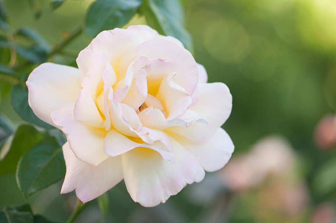 Hybrid climber rose (Rosa 'Peace')