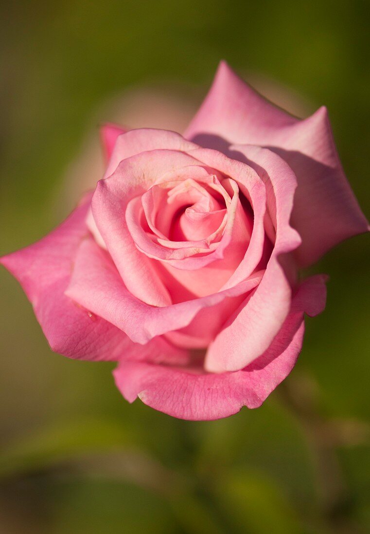 Hybrid tea rose (Rosa 'Georgetown Tea')