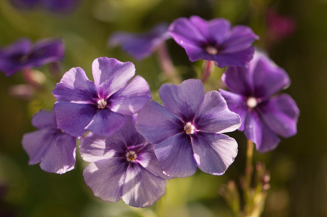 Blue phlox flowers (Phlox drummondii)