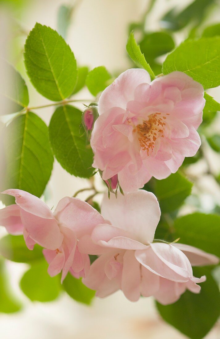Hybrid rose (Rosa sp.)