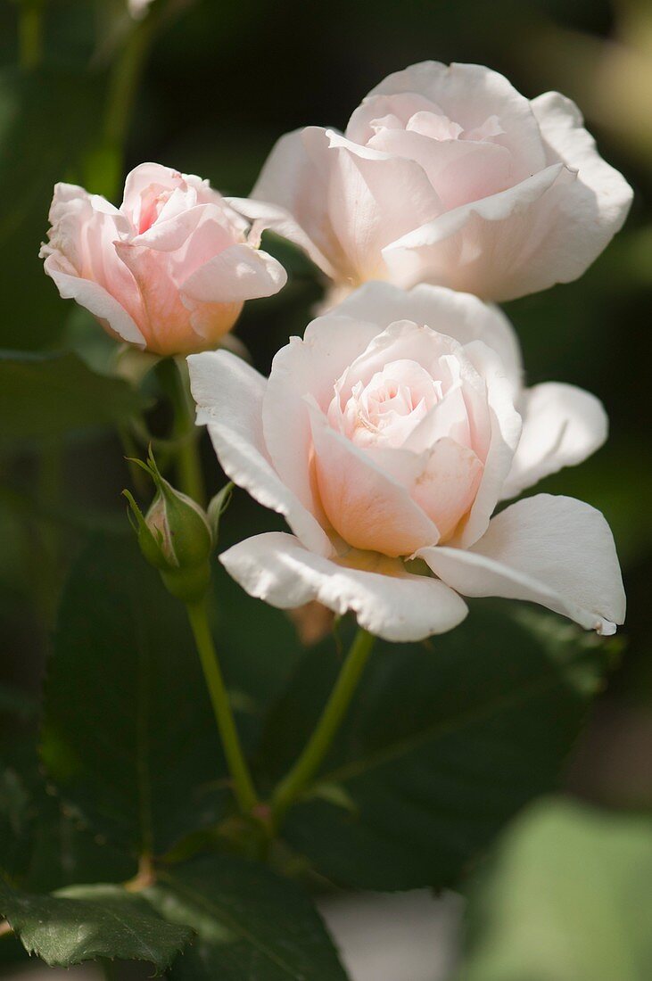 Hybrid rose (Rosa 'Tamora')