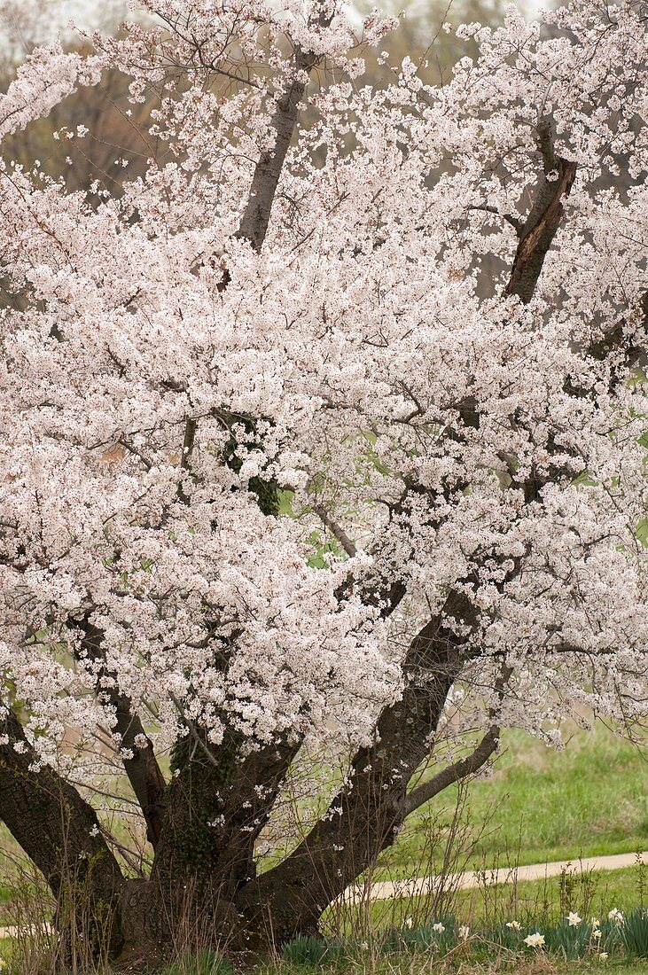 Japanese Yoshino cherry tree (Prunus x yedoensis)