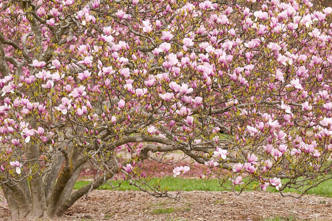 Magnolia campbellii subspecies mollicomata