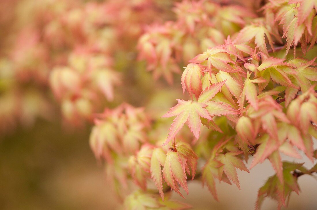 Japanese maple (Acer palmatum) leaves