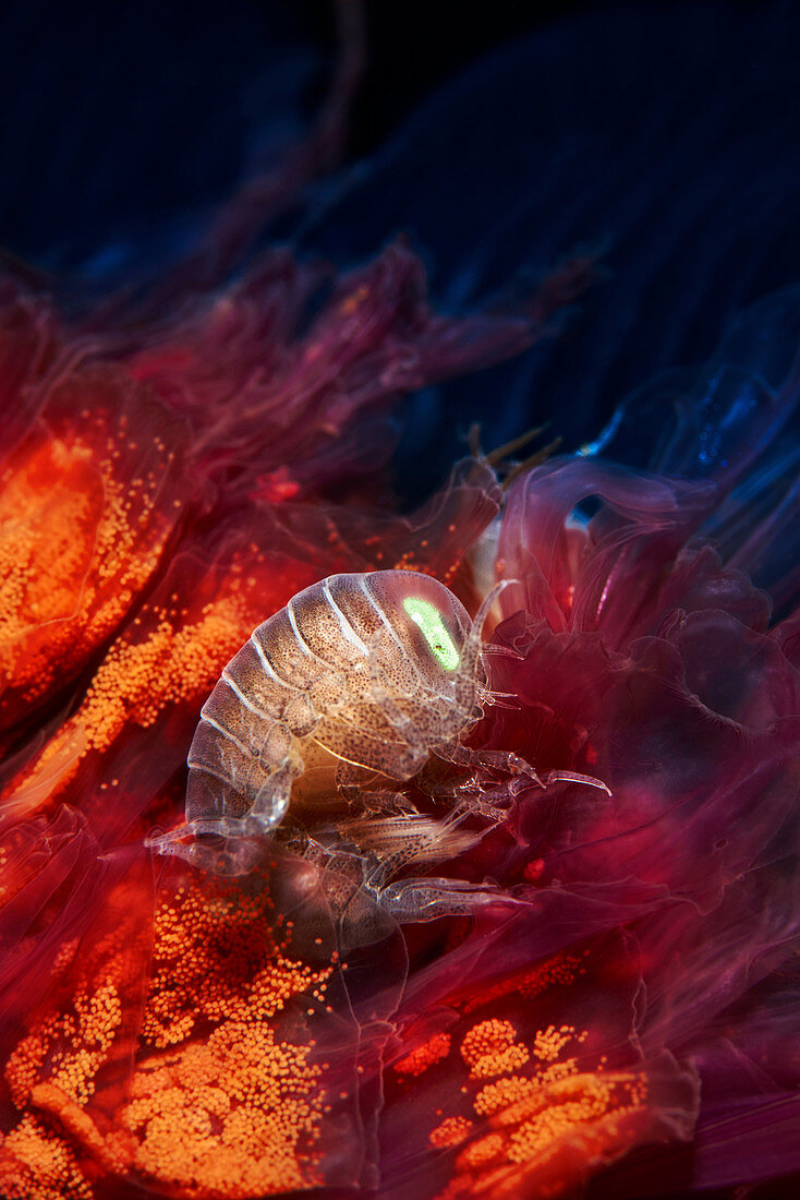 Amphipod (Hyperia galba)