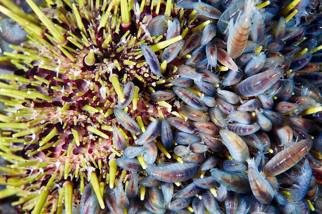 Amphipod crustaceans feeding on sea urchin