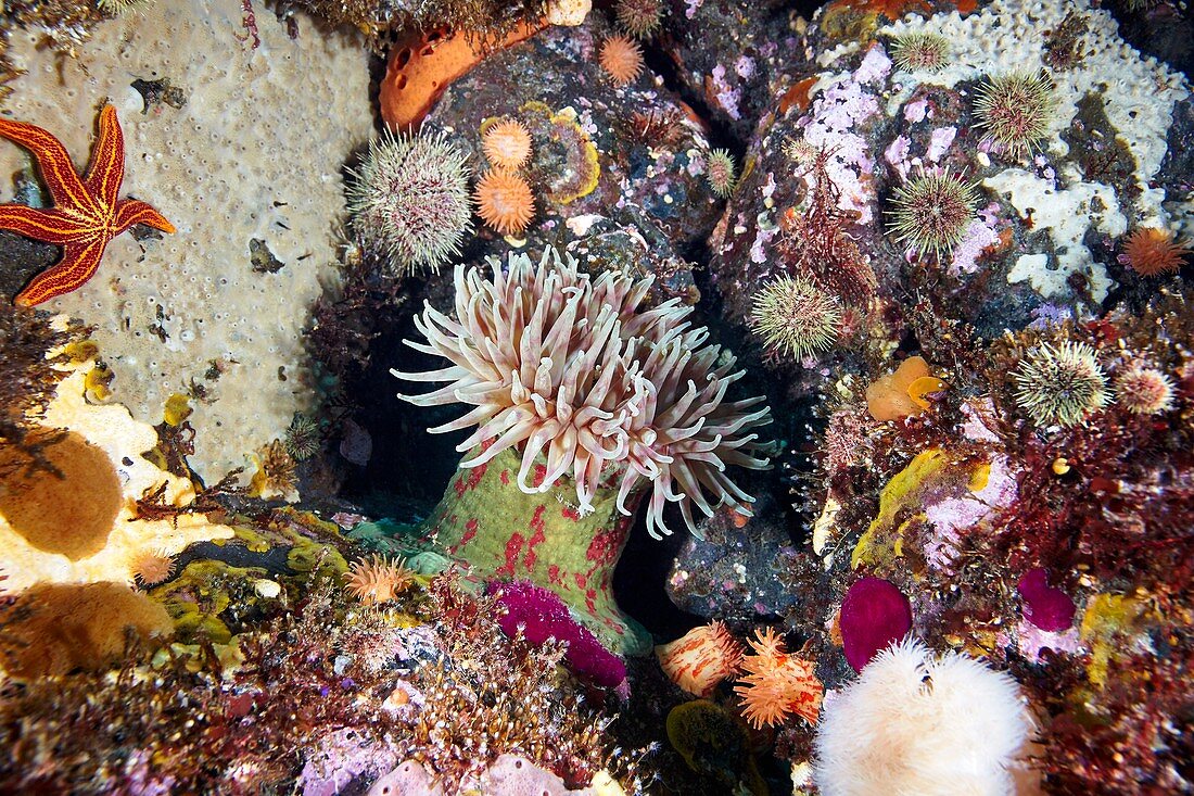 Sea anemones and marine life