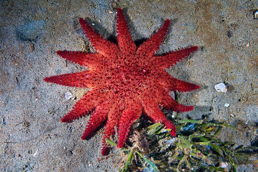 Common sunstar (Crossaster papposus)