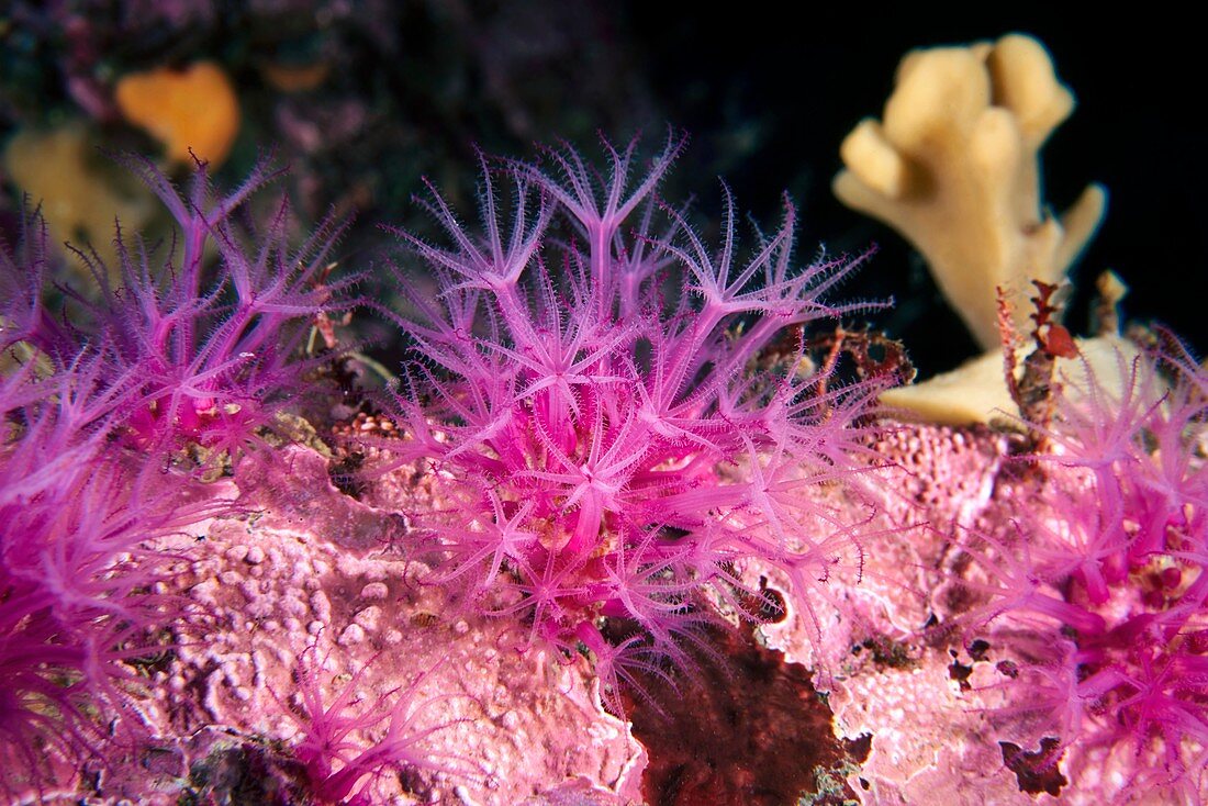 Cold water soft coral