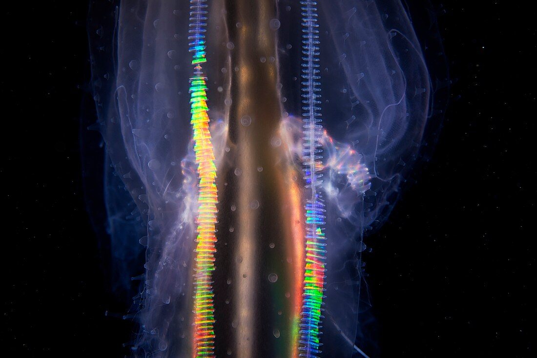 Comb jelly (Leucothea multicornis)
