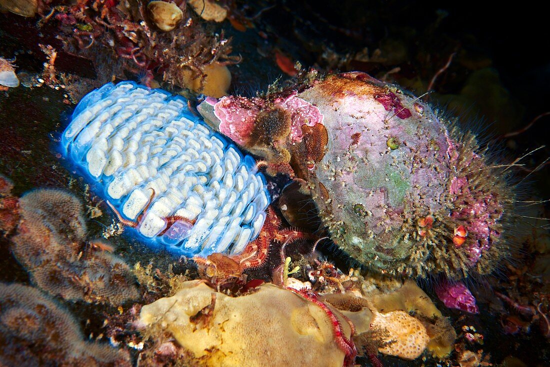 Triton shell sea snail laying eggs