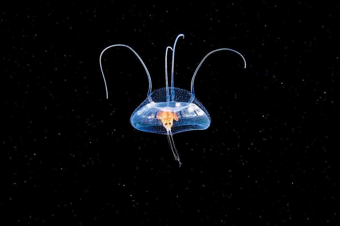 Jellyfish with amphipod parasite