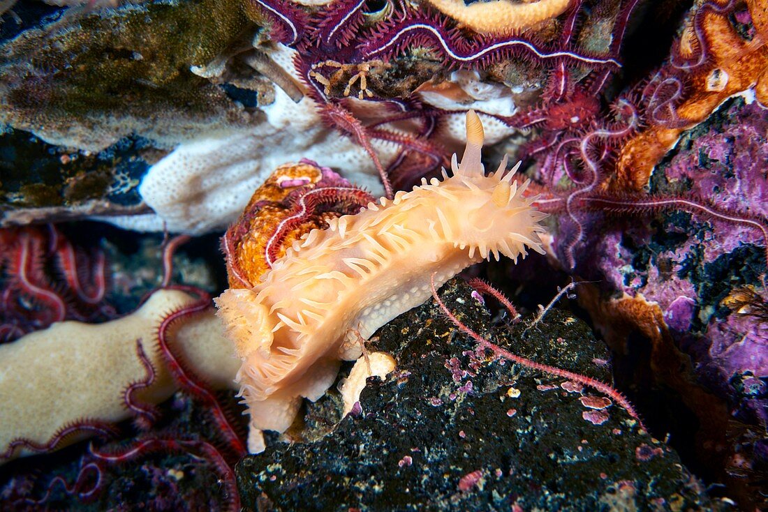 Nudibranch (Colga pacifica)