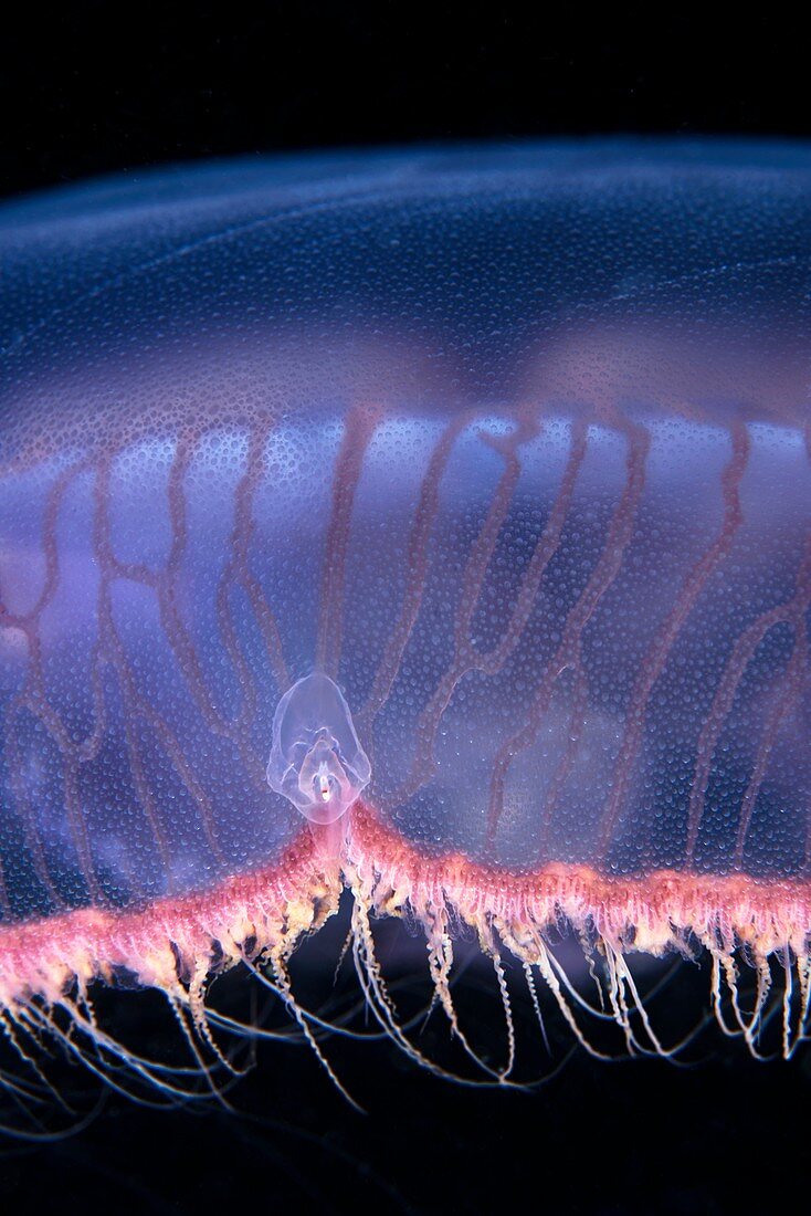 Moon jellyfish rhopalium