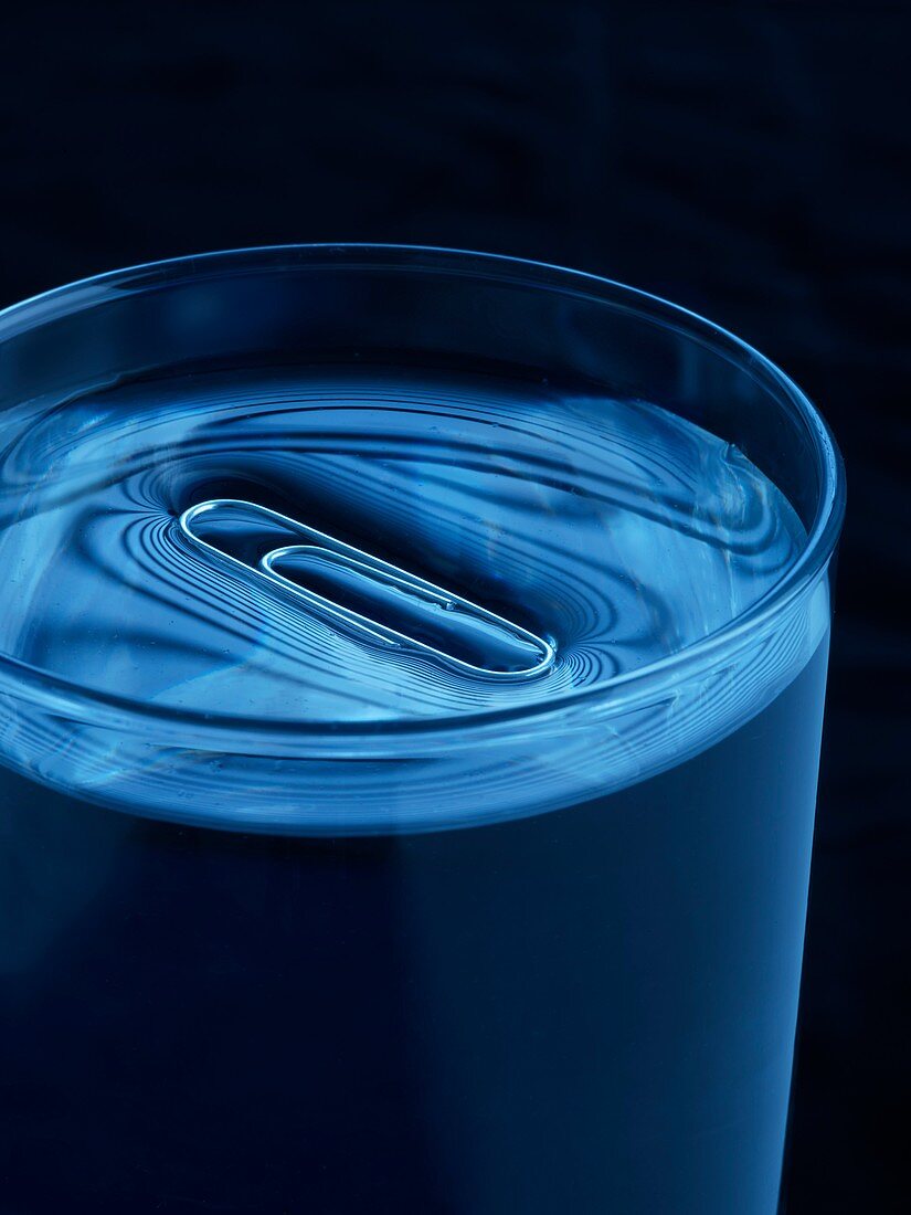 Paperclip floating on water