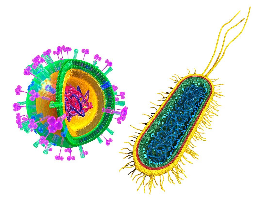 Influenza virus and E.coli bacterium