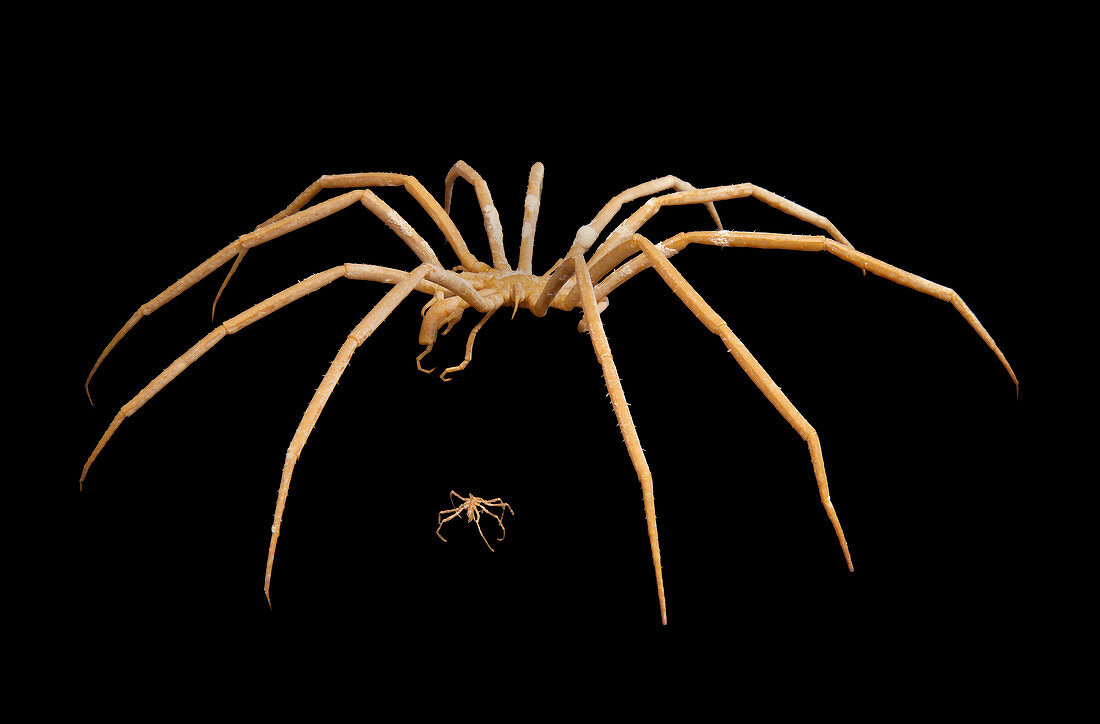 Antarctic and European sea spiders
