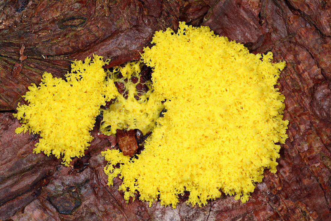 Flowers of tan Slime mould